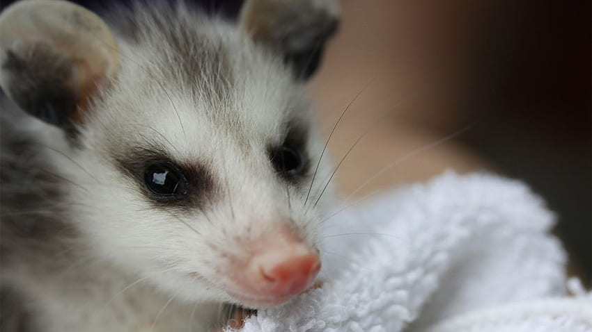 Opossums: So Darn Ugly They're Adorable, Baby Possum HD wallpaper