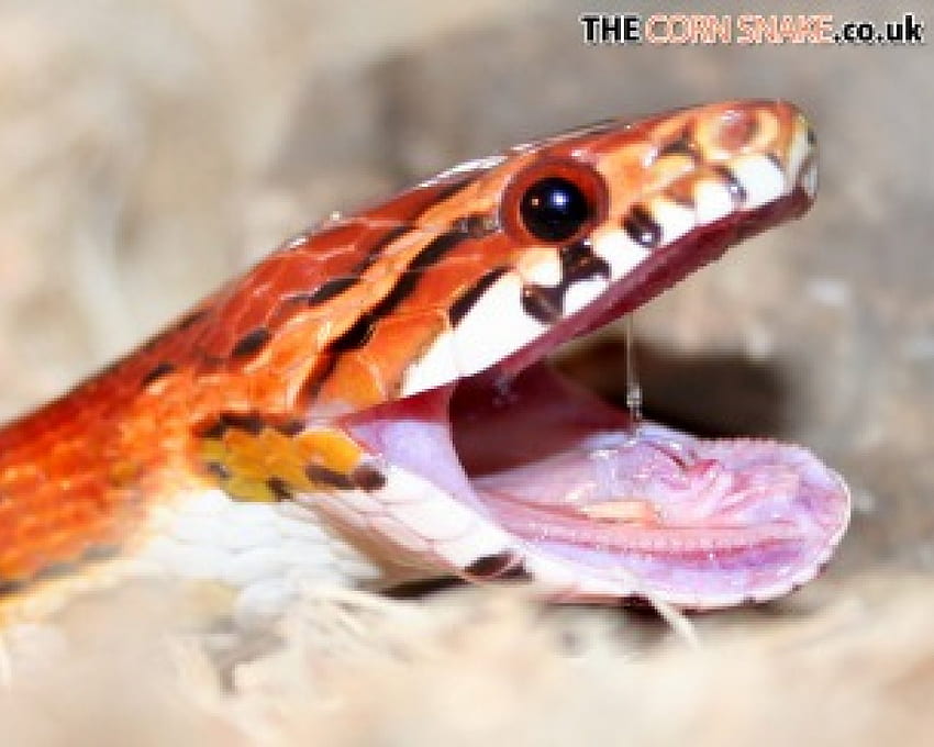 Corn snake yawn!, snake, animal, corn, cornsnake, cool, reptile, yawn HD wallpaper