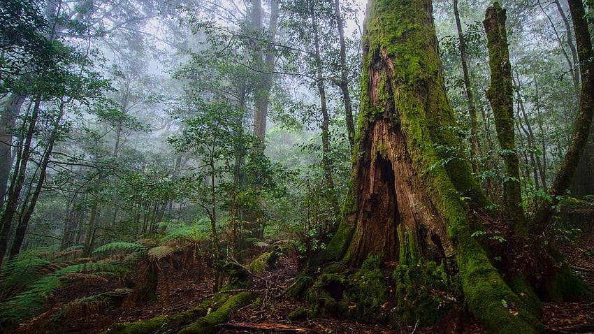 Hutan Pohon Lanskap Alam Batu Ultra - Hutan New South Wales - -, Hutan Resolusi Ultra Tinggi Wallpaper HD
