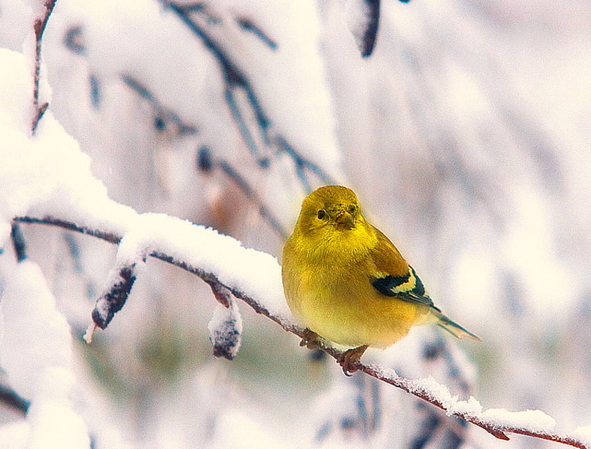 Winterfink, Winter, Vogel, Fink, Schnee, Zweige, Bäume, gelb und schwarz HD-Hintergrundbild
