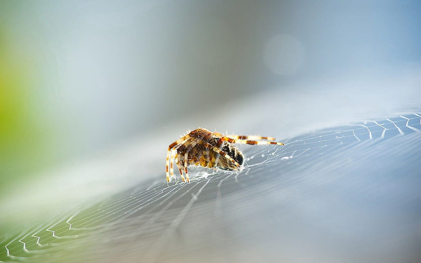 Animals, Web, Insect, Spider HD wallpaper