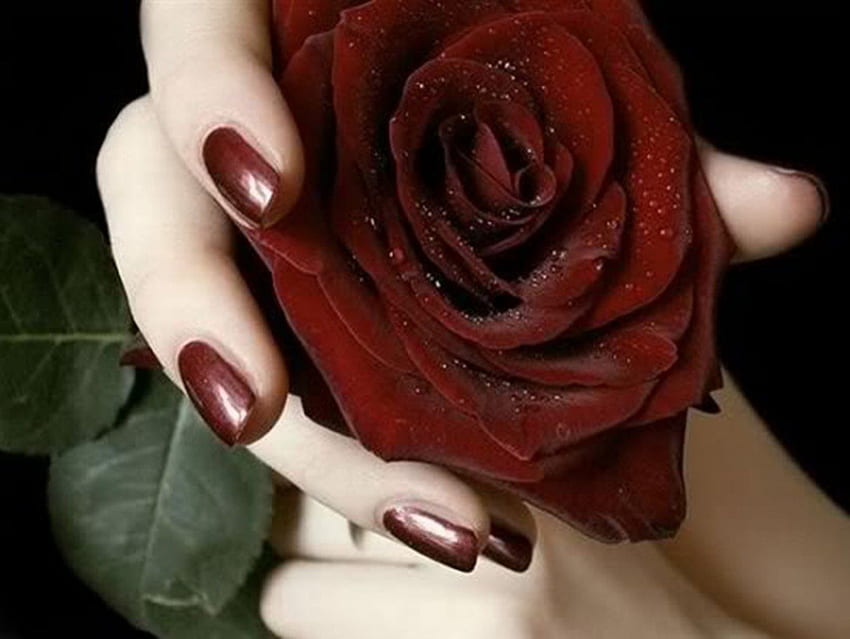 burgundy rose, burgundy, roses, nails, hand HD wallpaper