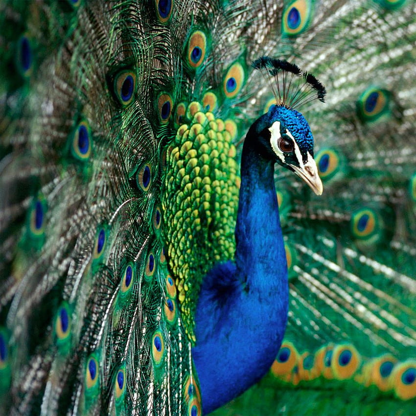 Animals - Peacock Indian Peafowl - iPad iPhone, Indian Places HD phone wallpaper