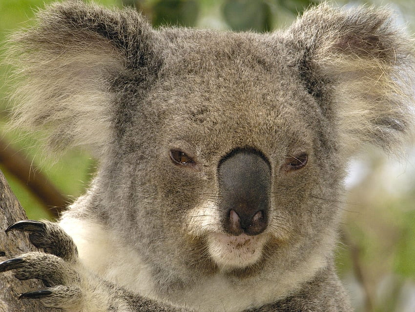 Koala  San Diego Zoo Animals & Plants