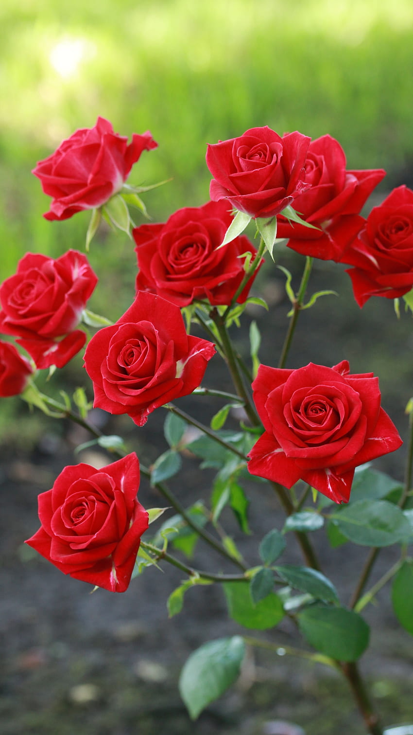 Belle fleur rose rouge, belle rose Fond d'écran de téléphone HD