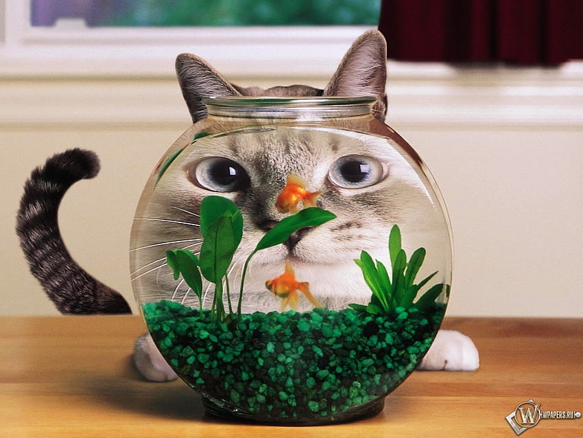 Funny, Animals, Cats, Aquariums HD wallpaper