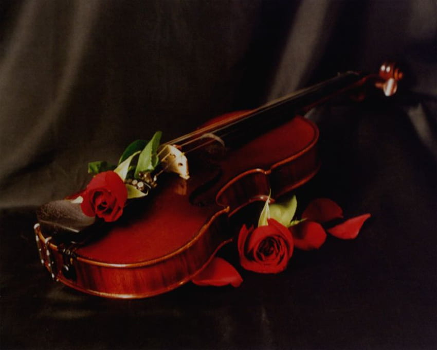 バイオリンとバラ、静物、バラ、バイオリン、赤 高画質の壁紙