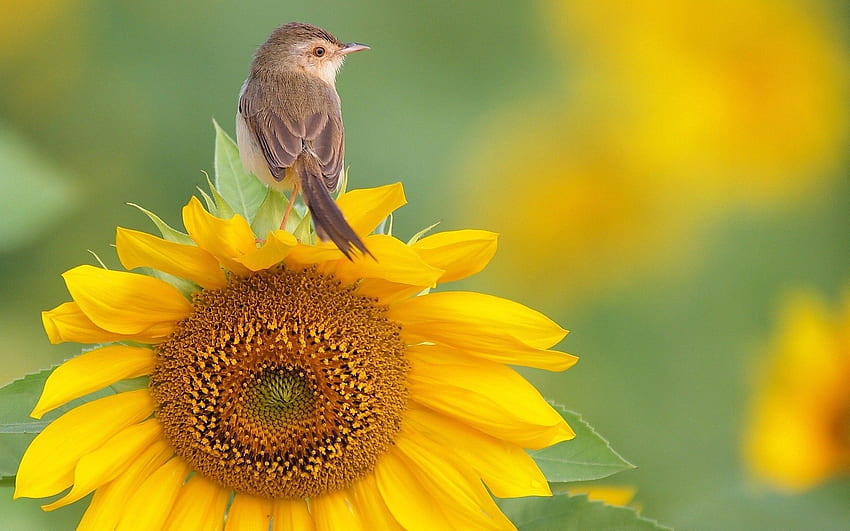 Animals, Bird, Sit, Sunflower HD wallpaper