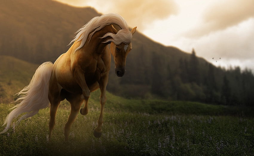 Kuda, caballo, hewan, cavalo Wallpaper HD