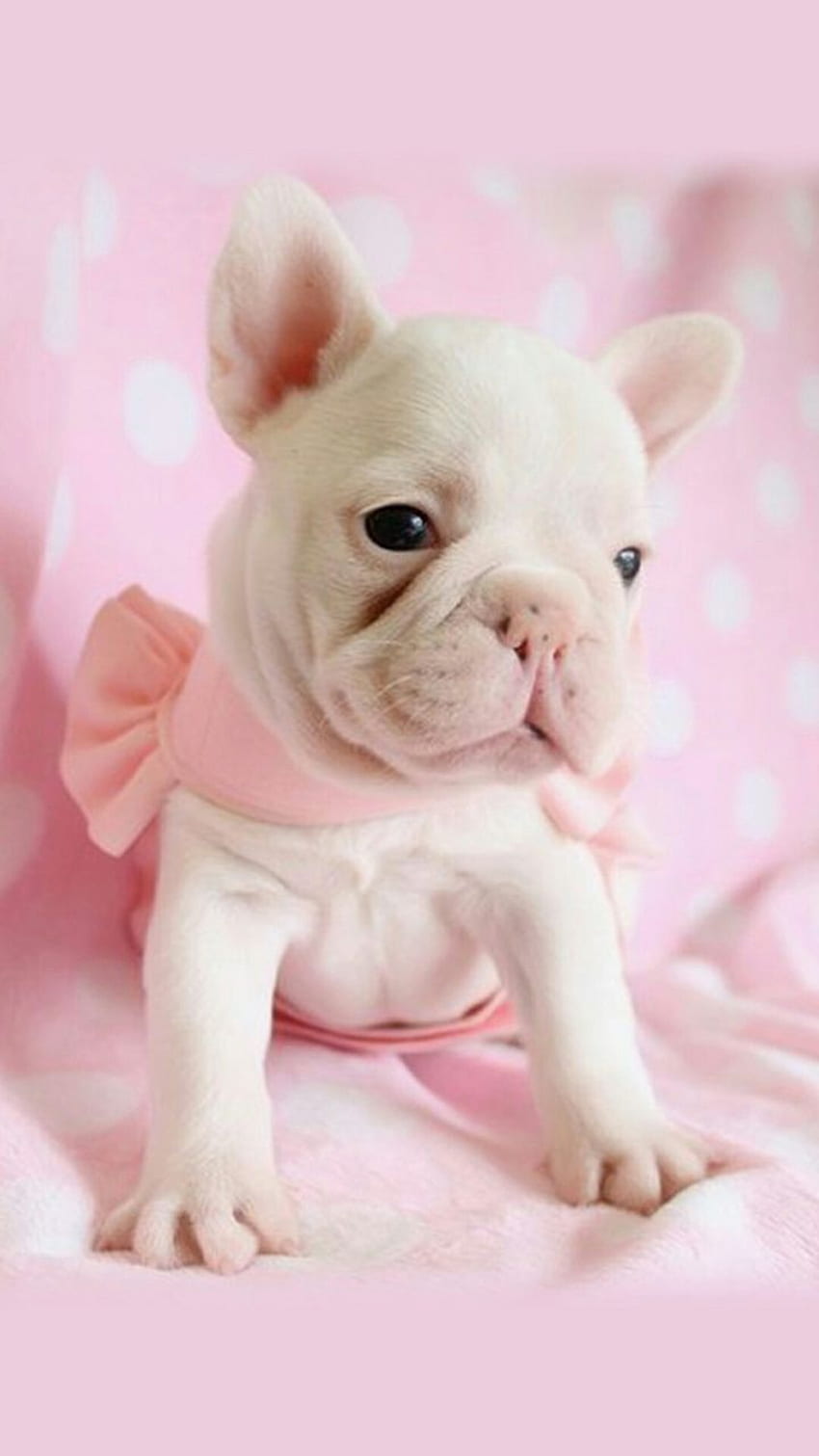 Cute Puppy For iPhone : Feel to send us your own and. - From the Ground, Pink Dogs HD phone wallpaper