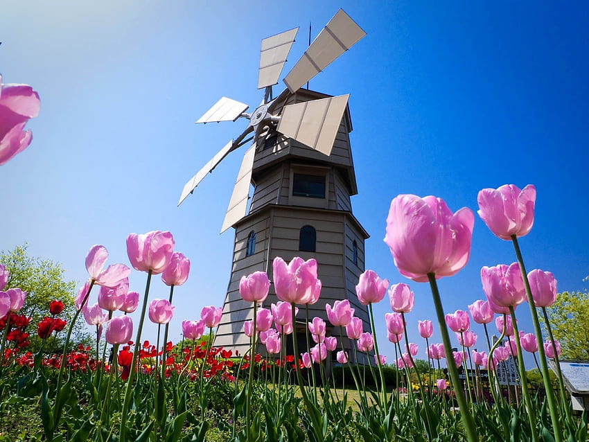 Dutch windmill and tulips. Spring , Spring flowers, Flower HD wallpaper