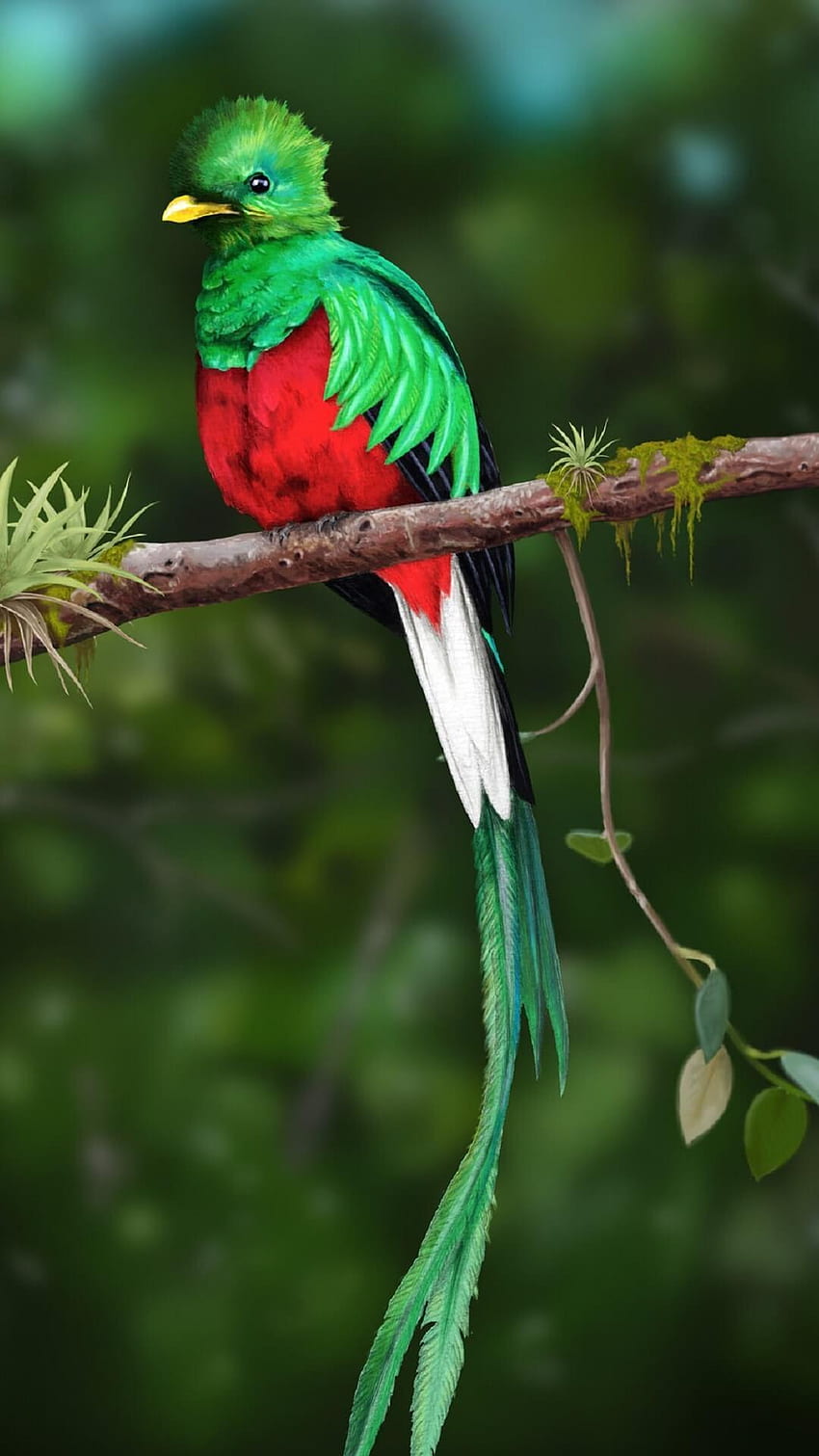 Quetzal HD-Handy-Hintergrundbild