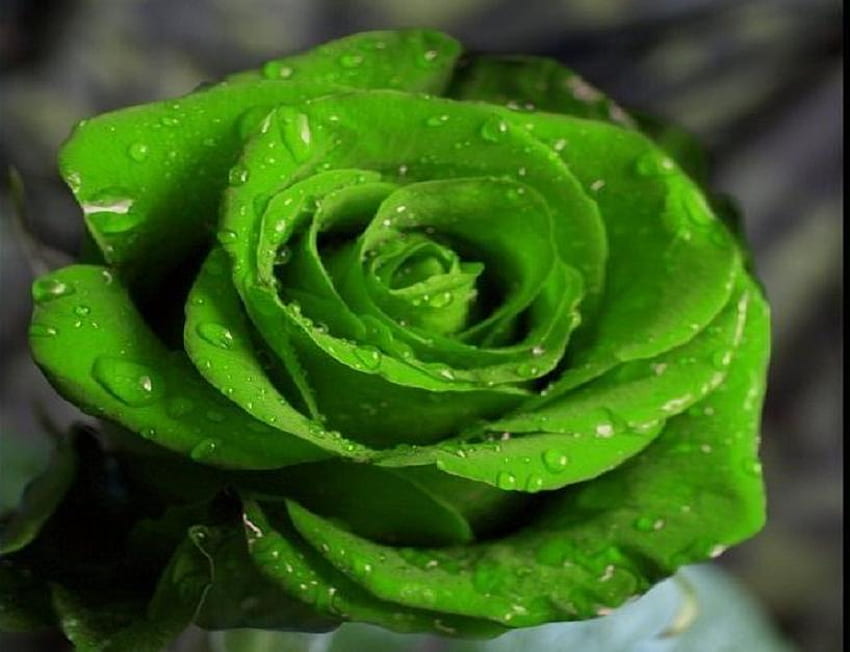 прекрасна зелена роза, растения, мек, delecte, хубаво, роза, цветове, зелено, пъпка, природа, цветя, цъфти, прекрасен HD тапет