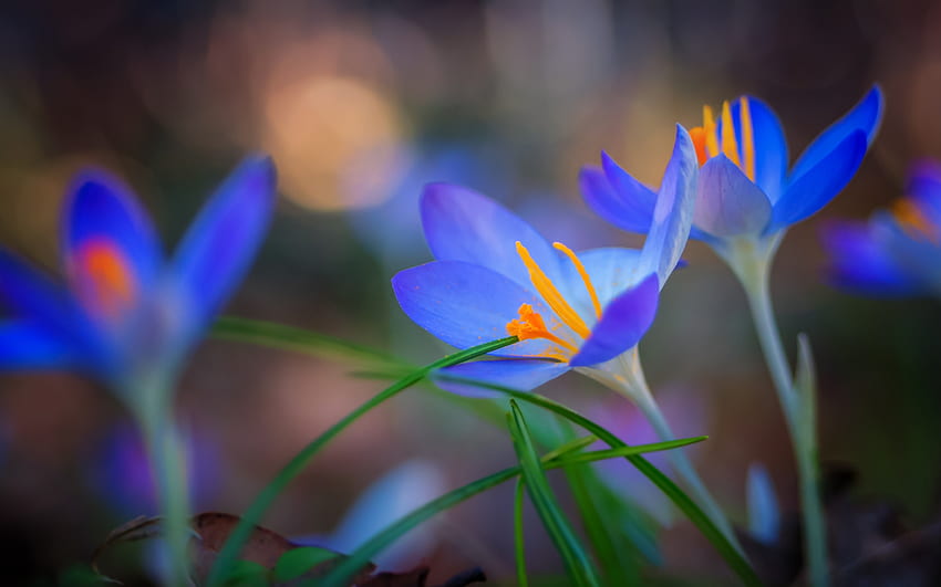 Krokusse, Bokeh, Blau, Krokus, Blume, Orange, Frühling HD-Hintergrundbild