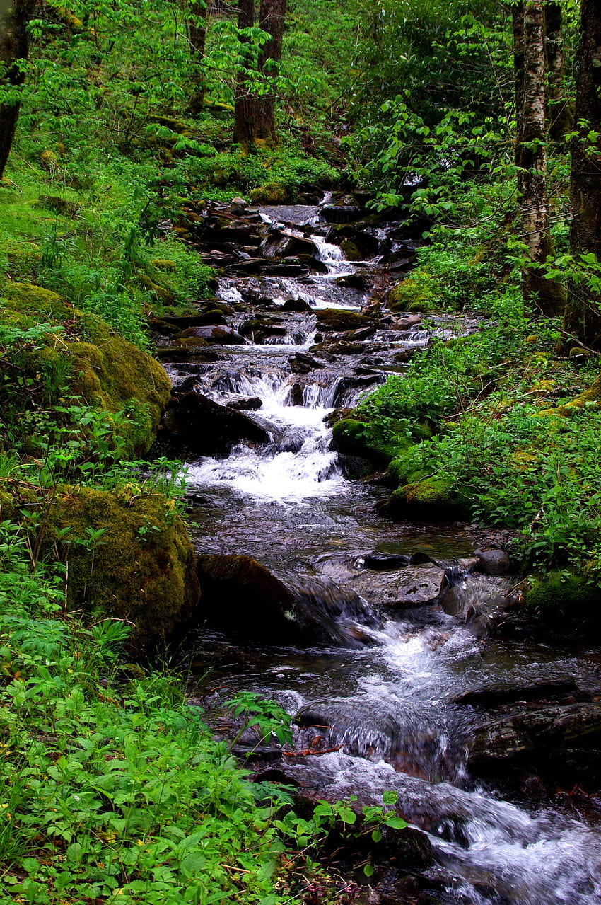자연, 물, 폭포, 숲, 흐름, 시내 HD 전화 배경 화면