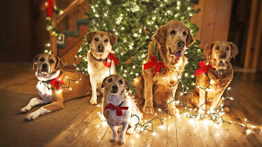 Liburan: Dogs Front Tree Christmas Dog untuk 16 orang Wallpaper HD
