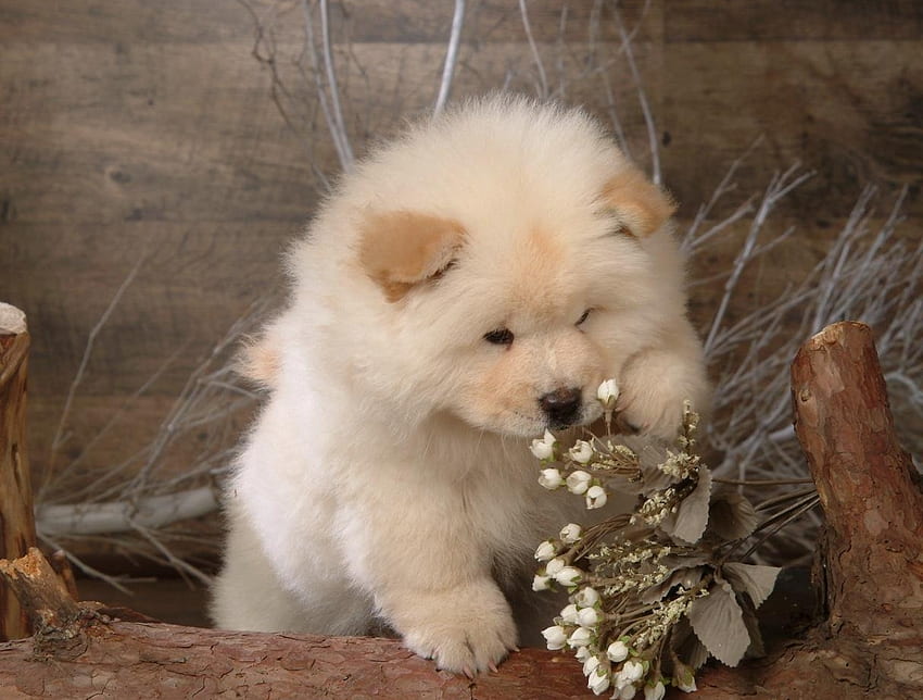 Puppy Of Chow Chows, Chow Chow Puppies HD wallpaper | Pxfuel