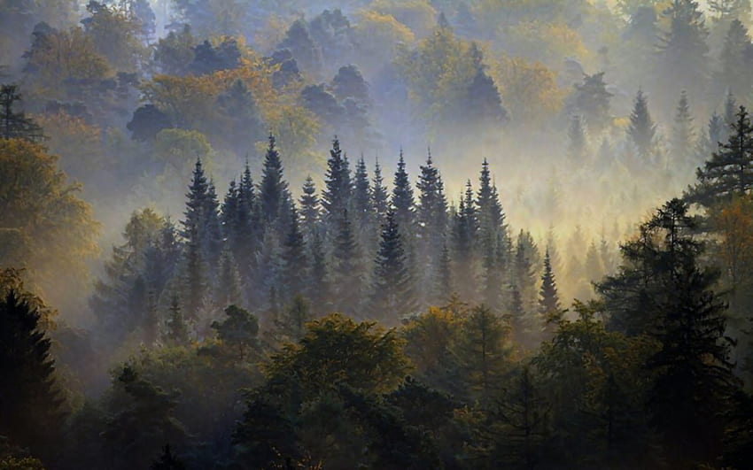 Hutan Berkabut Pagi 1, pagi, seni, matahari terbit, pemandangan, kabut, karya seni, fajar, pemandangan, layar lebar, lukisan, hutan Wallpaper HD