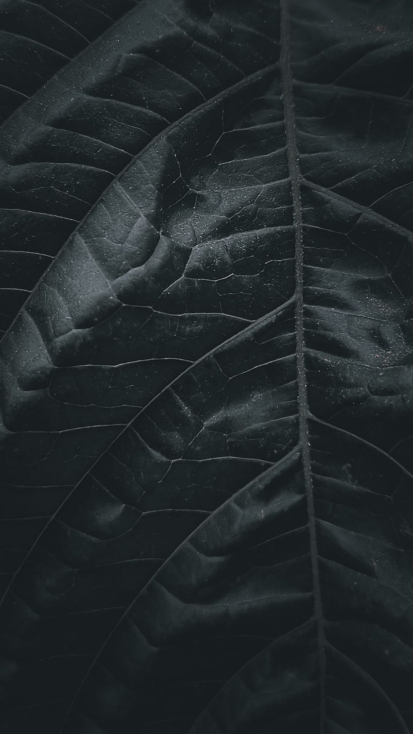 Dark Aesthetic Background For iPhone You'll Love. Glory of the Snow, Dark Leaves Aesthetic HD phone wallpaper