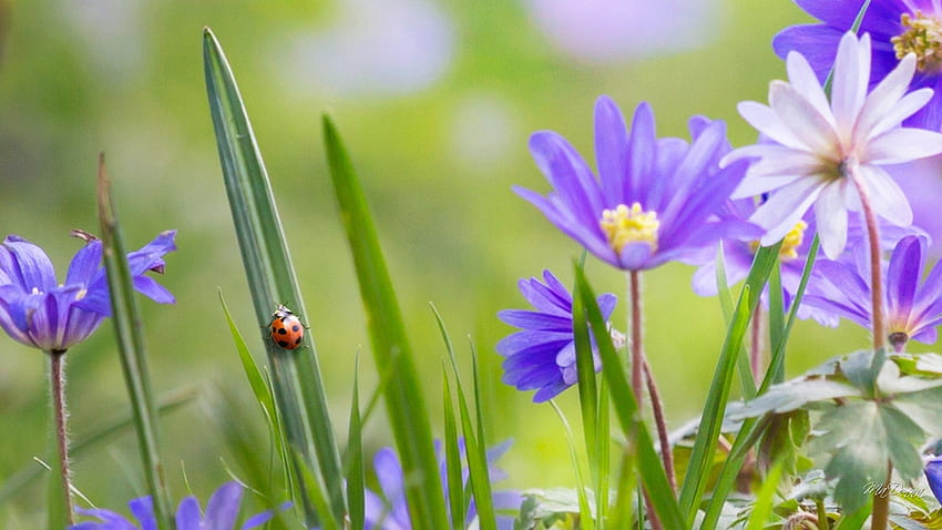 Garden Patrol, wild flowers, lady bugs, ladybug, garden, soft, grass, spring, summer, field, nature HD wallpaper