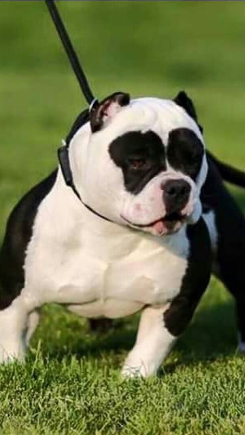 American Bully, Black And White, ras anjing wallpaper ponsel HD