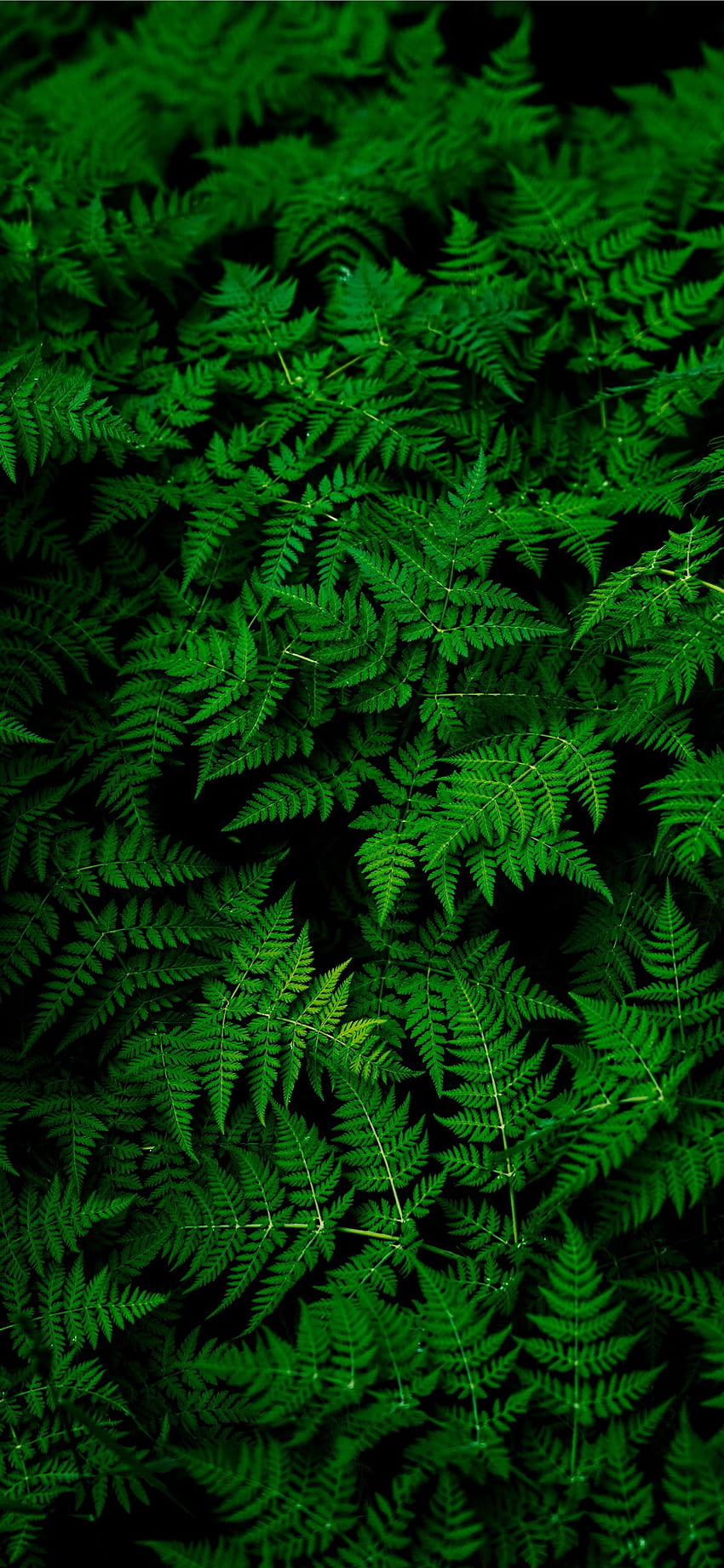緑のシダ植物 iPhone X、Green XR HD電話の壁紙