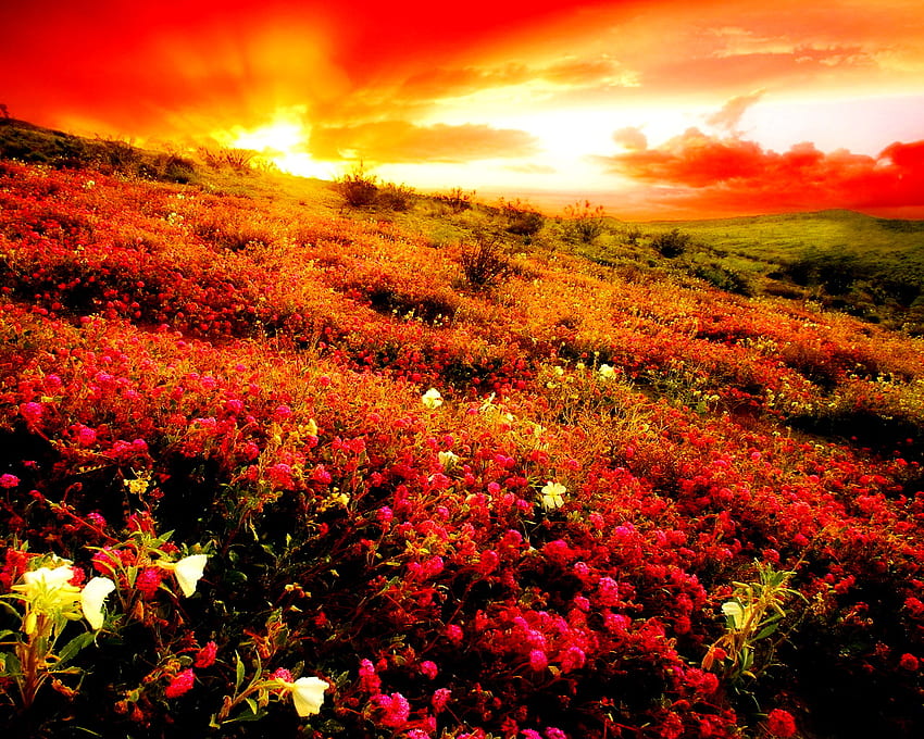 Mountain flowers, sunshine, sunlight, slope, floral, beautiful, orange, sunrise, mountain, field, red, clouds, nature, flowers, sky HD wallpaper