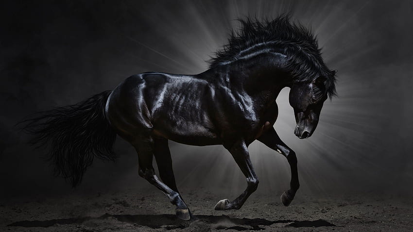 Friesian Horse, Black and White Horse HD wallpaper