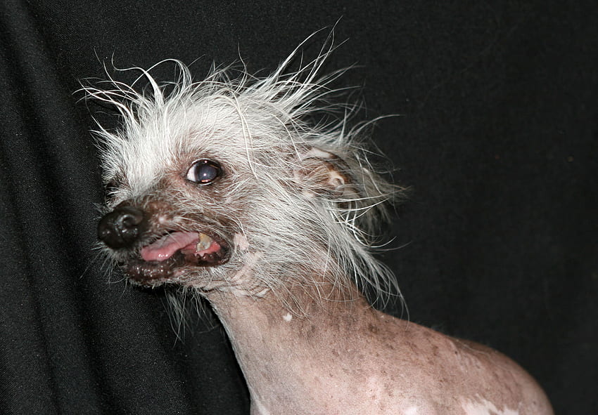 Ugly Dog, Crazy Dog HD wallpaper