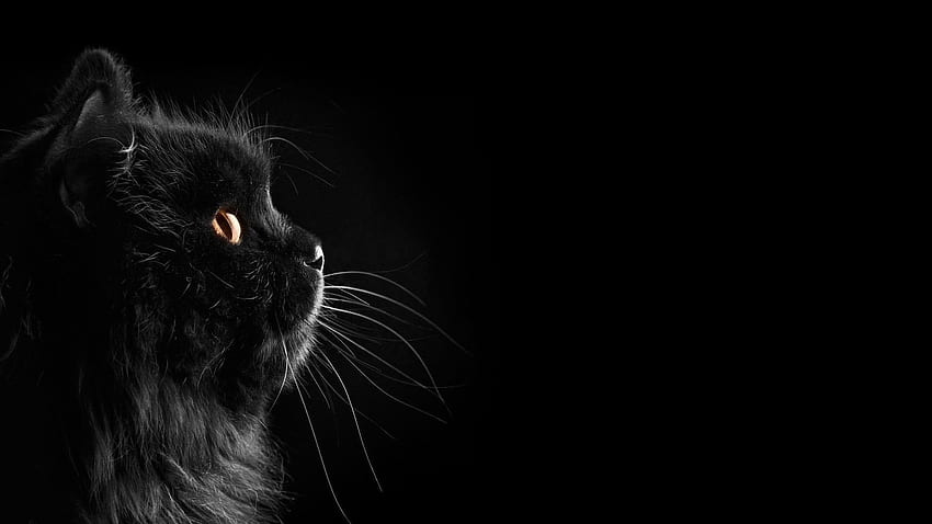 Black Cat, Mustache Cat HD wallpaper