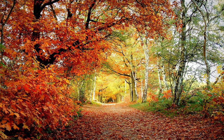 Nature, Trees, Autumn, Leaves, Birches, Track, Oak HD wallpaper