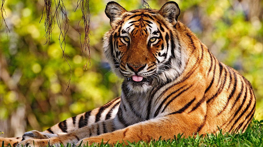 Animals, Grass, Sit, Big Cat, Tiger, Language, Tongue HD wallpaper