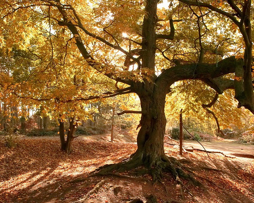 Jesienna natura, jesień, natura Tapeta HD