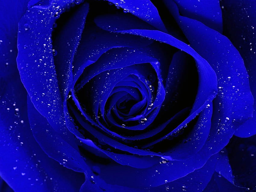 Blue rose - Blue rose for and mobile, Vintage Red White and Blue HD wallpaper