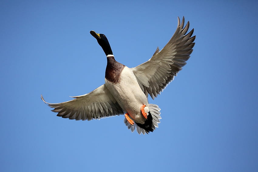 Flying Duck in the Sky, Flying Ducks HD wallpaper