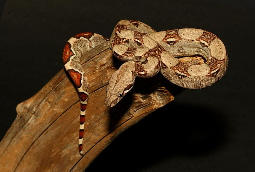 BOA, ular, coklat, reptil Wallpaper HD