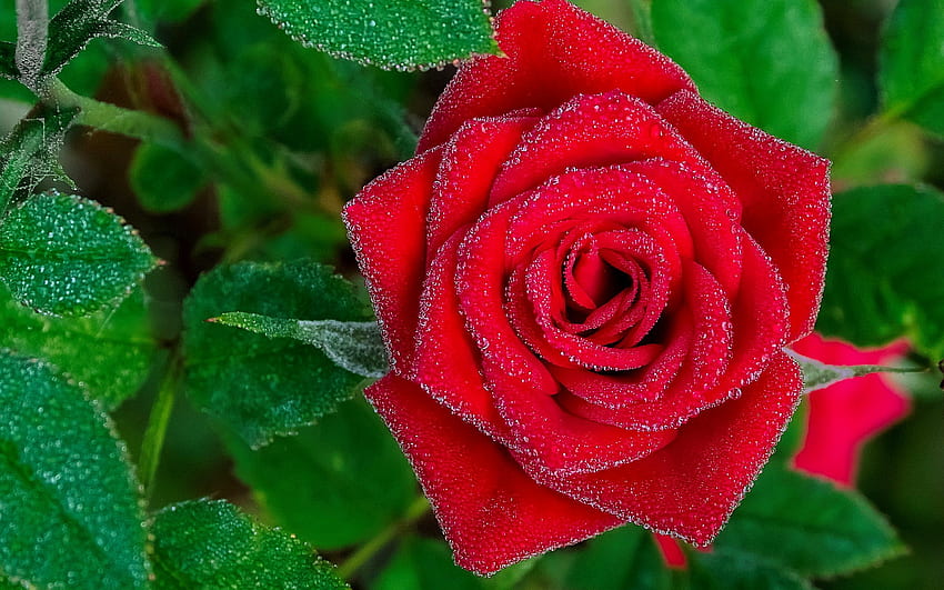 Una rosa rossa, bella, rugiada, goccioline, gocce, giardino, profumo, bagnato, foglie, petrali, rosso, profumo, regina Sfondo HD
