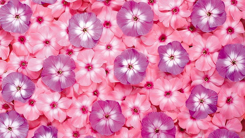 Pink Computer, Light Pink Flower HD wallpaper