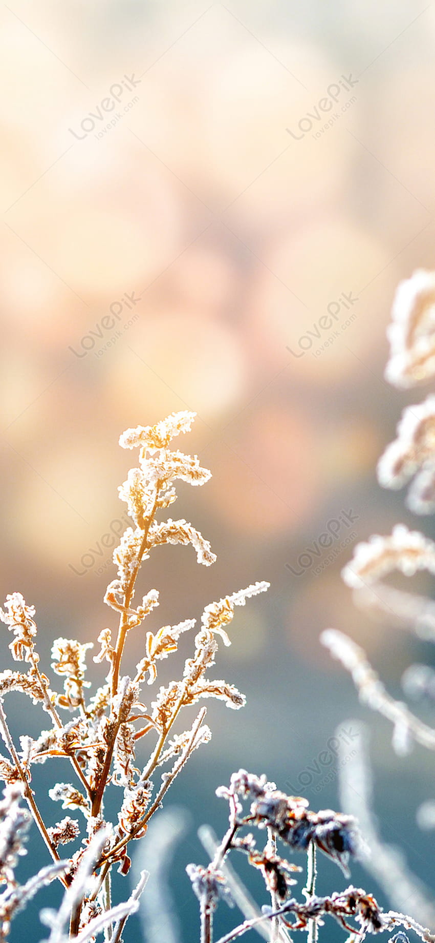 Winter Plant Cell Phone Background on Lovepik, Winter Flower iPhone HD phone wallpaper