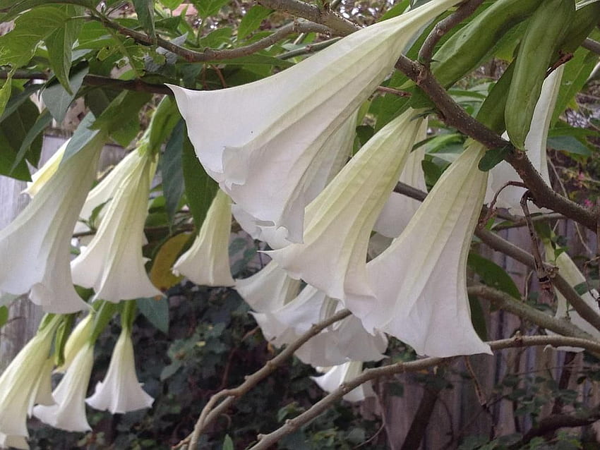 GIANT WHITE Brugmansia Angels Trumpet Live Tropical Plant Grandi e profumati fiori bianchi puri Starter Size 4 Inch Emerald TM. Tromba d'angelo, Brugmansia, Fiori bianchi Sfondo HD