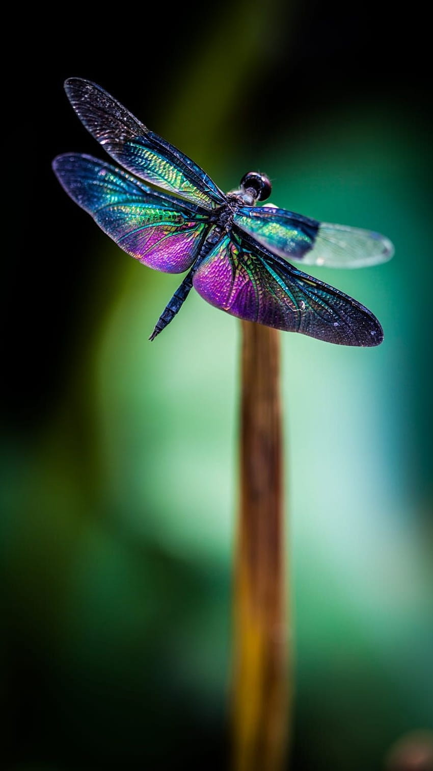 Dragonfly, Purple HD phone wallpaper