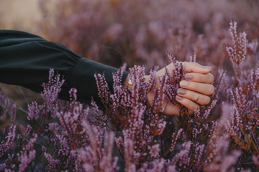 flores, violeta, mano, púrpura, dedos, inflorescencia, inflorescencias fondo de pantalla