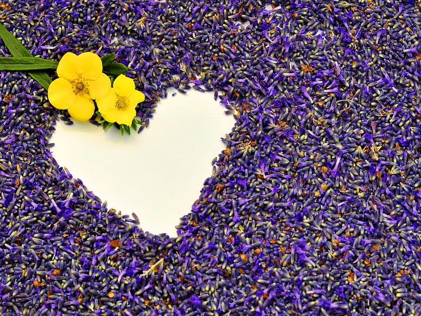 Void in shape of heart, beautiful, nice, purple, pretty, love, lavender, yellow, shape, void, flowers, heart, lovely HD wallpaper