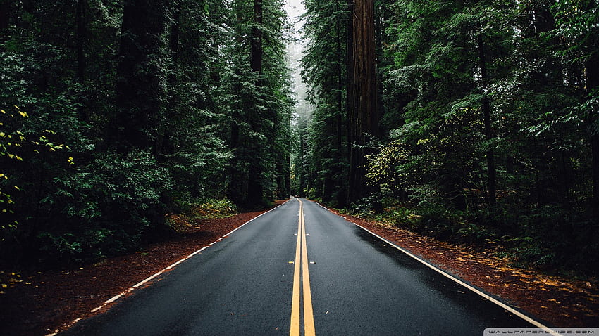 Beautiful Road ❤ for Ultra TV • Wide, Dark Forest Road Large HD wallpaper