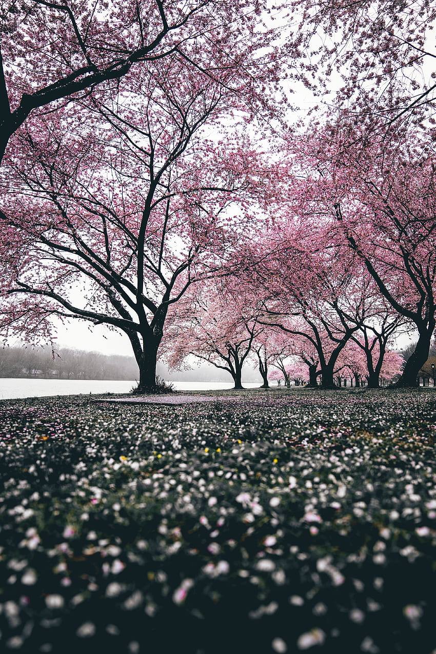 naturaleza, flores, árboles, sakura, flor, floración, floreciente fondo de pantalla del teléfono