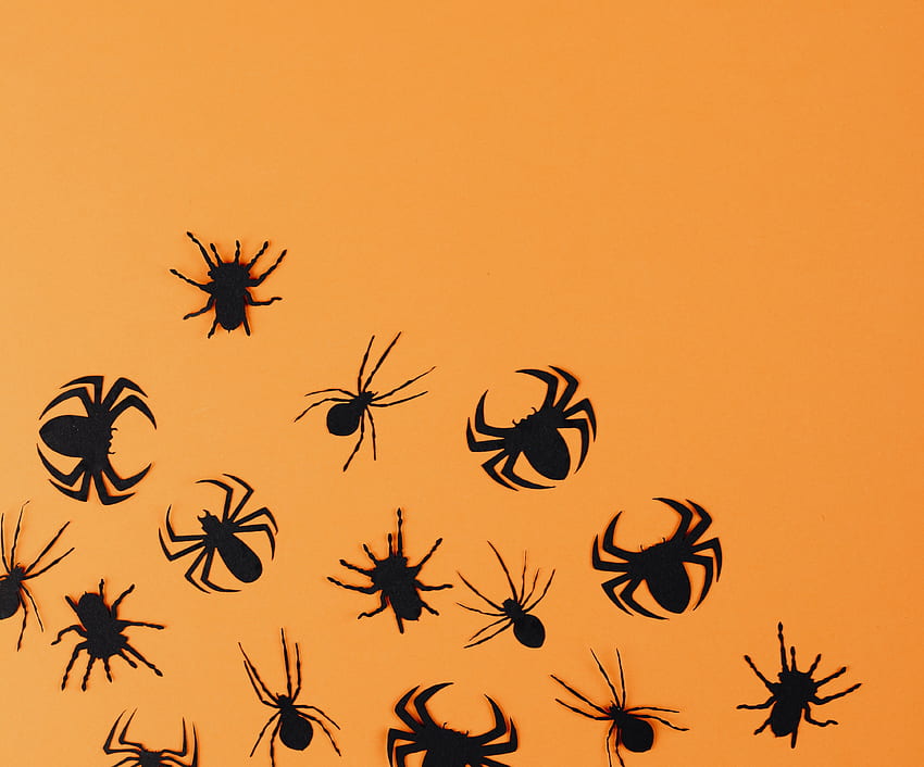 Halloween, black spiders wall stickers, minimal HD wallpaper | Pxfuel