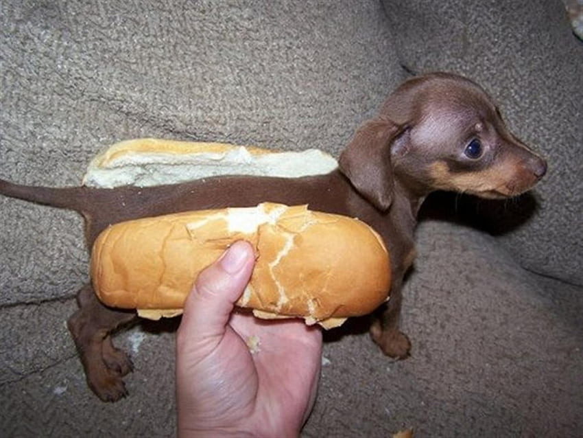 Hotdog...???, dog, sweet, hotdog, small, little, puppy, brown, animals, love, funny, lovely, forever, tiny HD wallpaper