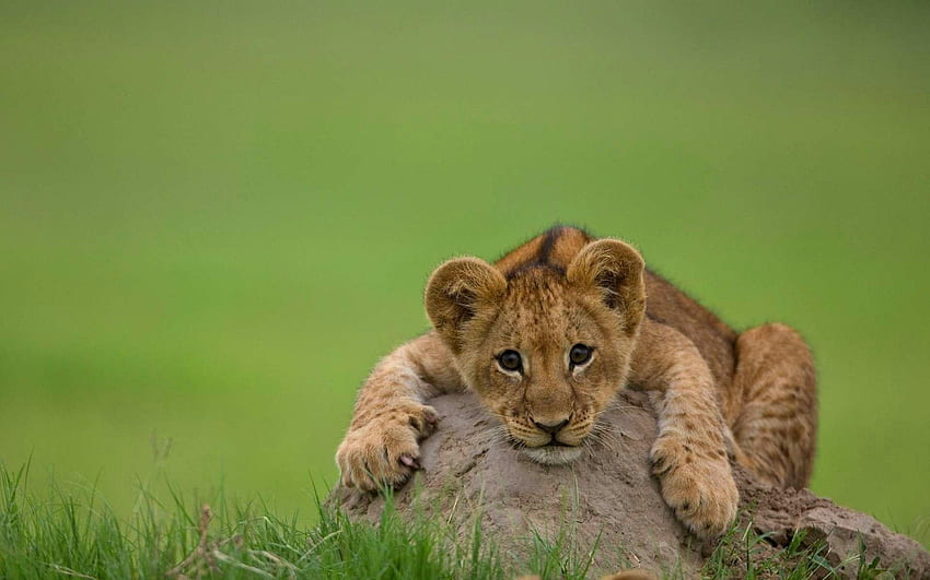 Animals, Rock, Young, Lie, To Lie Down, Lion, Stone, Joey, Lion Cub HD wallpaper
