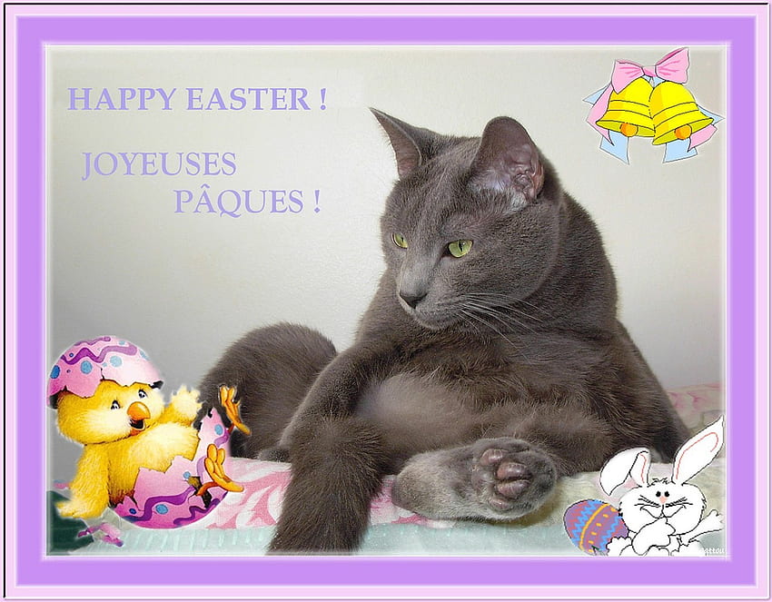 ¡Felices Pascuas Carmen Bonilla!, decoración, gato, pascua, collage fondo de pantalla