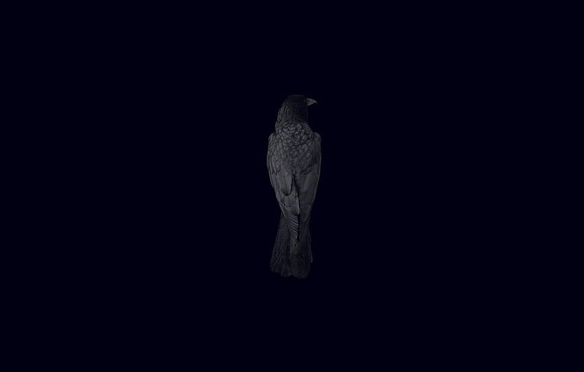 bird, Raven, black background for , section минимализм HD wallpaper